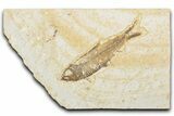 Detailed Fossil Fish (Knightia) - Wyoming #346043-1